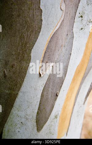 Eucalipto pauciflora niphophila (gomme da neve) Foto Stock
