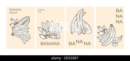 Set di poster a banana vettoriale. Illustrazione moderna astratta. Set di etichette per alimenti a banana, design minimalista. Illustrazione di schizzi vintage. Illustrazione Vettoriale
