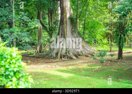 L'albero antico si erge alto con radici noiose che si spalancano Foto Stock