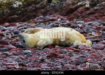 CUCCIOLO CON GUARNIZIONE GRIGIA, UK. Foto Stock