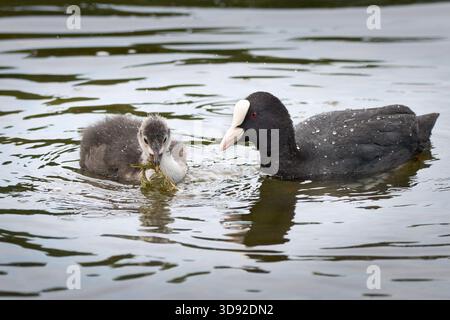 Il giovane animale della fossa eurasiatica (Fulica atra) che mangia una pianta d'acqua, osservata dall'uccello adulto Foto Stock