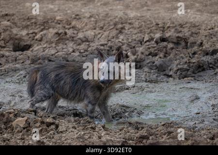 La rara e solitaria Brown Hyena a Pilanusberg in Sudafrica Foto Stock