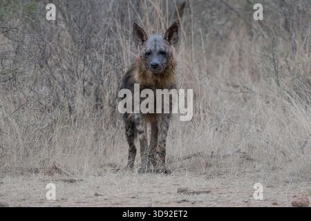 La rara e solitaria Brown Hyena a Pilanusberg in Sudafrica Foto Stock