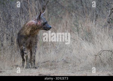 La rara e solitaria Brown Hyena a Pilanusberg in Sudafrica Foto Stock