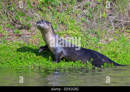 Lontra di fiume nordamericana (Lontra canadensis) che esce dall'acqua fino alla riva di un lago, Galveston, Texas, Stati Uniti. Foto Stock