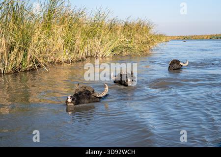 Branco di bufali di Marsh Water sommersi e tuffarsi lungo un canale d'acqua Foto Stock