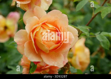 Rosa Lady of Shalott, un'elegante rosa arancione, fragrante e ripetuta fioritura di arbusti inglesi allevata da David Austin, noto anche come Ausnyson. Foto Stock