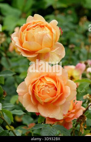 Rosa Lady of Shalott, un'elegante rosa arancione, fragrante e ripetuta fioritura di arbusti inglesi allevata da David Austin, noto anche come Ausnyson. Foto Stock