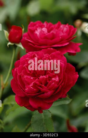 Rosa Darcey Bussell, una rosa arbustiva inglese chiamata anche Ausdecorum, allevata da David Austin e intitolata all'acclamata ballerina Foto Stock