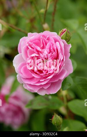 Rose. Rosa Harlow Carr, una rosa profumata, doppia e rosa di arbusto inglese allevata da David Austin, in un confine con il giardino. Chiamato anche Aushouse. Foto Stock