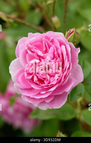 Rose. Rosa Harlow Carr, una rosa profumata, doppia e rosa di arbusto inglese allevata da David Austin, in un confine con il giardino. Chiamato anche Aushouse. Foto Stock
