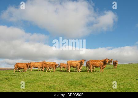 Mandria di vacche nutrici Devon in un campo erboso Foto Stock