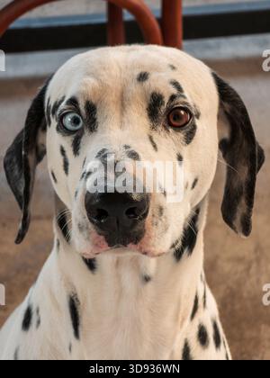 Un dalmata con occhi blu e macchie nere. Il cane sta guardando la telecamera. Il cane è seduto su un pavimento di cemento Foto Stock