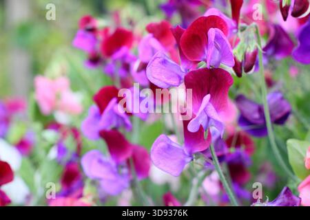 Dolce miscela di spezie Old Spice Mix (Lathyrus odoratus), nota per i suoi fiori profumati e i colori vivaci durante tutta l'estate. Graziosi piselli rosa Foto Stock