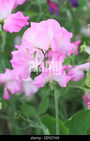Gwendoline di pisello dolce, graziosi piselli dolci bianchi e rosa arricciati che crescono in un giardino estivo. Lathyrus odoratus Gwendoline Foto Stock