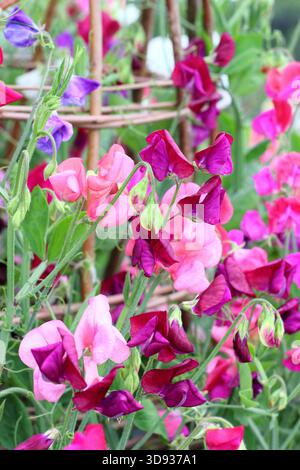 Sweet Pea Old Spice Mix, salendo su un wigwam in estate. Un lathyrus odoratus noto per i suoi fiori profumati e i colori vivaci. Foto Stock