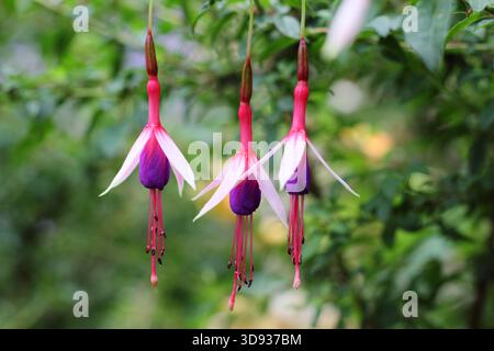 Fucsia magellanica "Lady Bacon" che mostra i caratteristici fiori sospesi rossi, bianchi e viola. Foto Stock