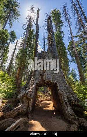 Il Gigante morto, un sequoia gigante caduto con un tunnel, a Tuolumne Grove nel Parco Nazionale di Yosemite, California, Stati Uniti. Estate (agosto) 2025 Foto Stock