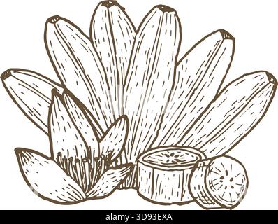 Ramo a banana vettoriale con composizione di strati. Frutta tropicale disegnata a mano. Illustrazione del vettore del disegno dell'inchiostro. Disegno linea di schizzo. Illustrazione Vettoriale