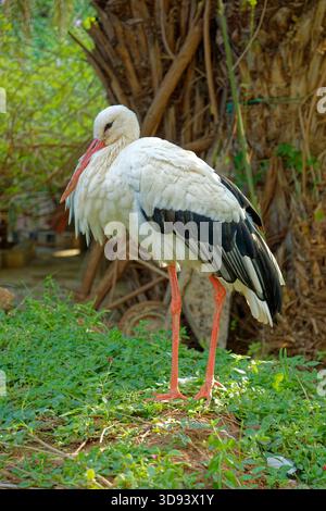 Cicogna in Marocco. Foto Stock