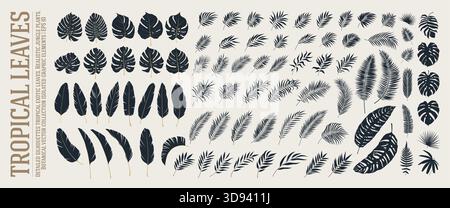 Silhouette dettagliate vegetazione tropicale foglie esotiche, realistici rami di piante della giungla naturale, botanico di risorse vettoriali di felci verdi della foresta Illustrazione Vettoriale