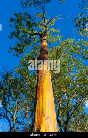 Un albero di eucalipto arcobaleno a Keahua Arboretum vicino a Kapa, Kauai, Hawaii. Foto Stock