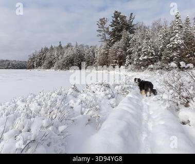 Giornate invernali per cani a Muskoka, Ontario Foto Stock