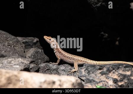 Una lucertola marrone maculata in piedi alla luce sulle rocce su uno sfondo scuro e drammatico. Lizard murale comune, Podarcis muralis. Foto Stock