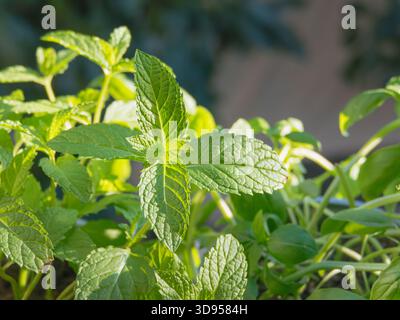 Foglie verdi fresche e vibranti di una menta spearmenta che cresce all'aperto in un giardino evidenziato dalla calda luce naturale del sole Foto Stock