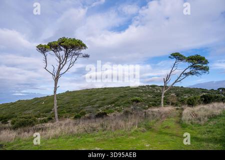 Due alberi di pino isolati sorgono su una cresta erbosa sotto un cielo misto di nuvole. Foto Stock