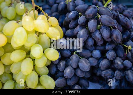 Uve verdi fresche e viola scuro affiancate, che mostrano un contrasto di colore vibrante, maturità e consistenza lucida Foto Stock