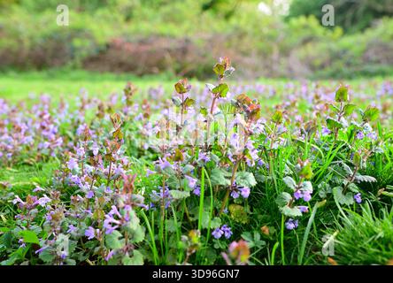 Ajuga genevensis - Ginevra bugle in campo aperto in primavera nel Giardino Giapponese, Düsseldorf Foto Stock
