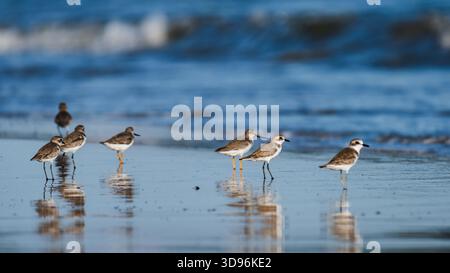 Piccoli uccelli costieri che si nutrono lungo la spiaggia di sabbia bagnata vicino a onde dolci, riflessi specchi sulla liscia costa marea. Fotografia, niente intelligenza artificiale generativa Foto Stock