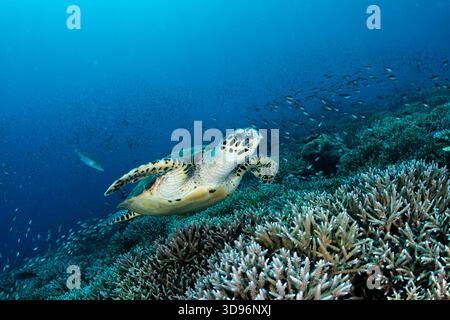 Grandangolo sottomarino, tartaruga marina Hawksbill, Eretmochelys imbricata, nuoto sui coralli Staghorn, Parco Nazionale di Komodo, Indonesia Foto Stock