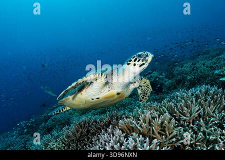 Grandangolo sottomarino, tartaruga marina Hawksbill, Eretmochelys imbricata, nuoto sui coralli Staghorn, Parco Nazionale di Komodo, Indonesia Foto Stock