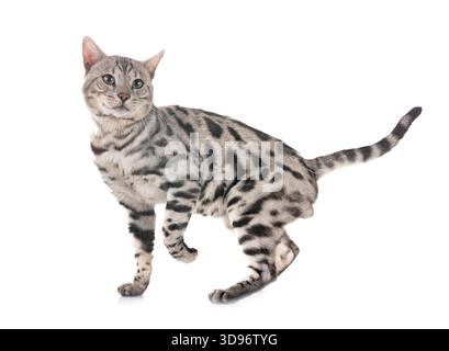 Gatto bengala davanti a uno sfondo bianco Foto Stock