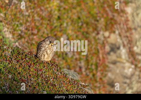 Il gheppio; Falco tinnunculus; adolescente; Regno Unito Foto Stock
