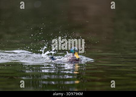 Mallard; Anas platyrhynchos; Drake Bathing; UK Foto Stock