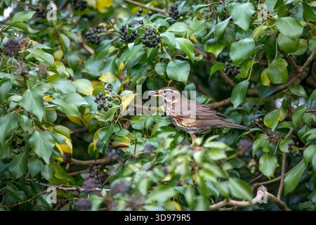 Redwing; Turdus iliacus; Eating Ivy Berries; UK Foto Stock