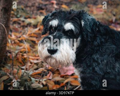 Il cane Schnauzer in miniatura nero e argento in autunno lascia un ritratto ravvicinato Foto Stock