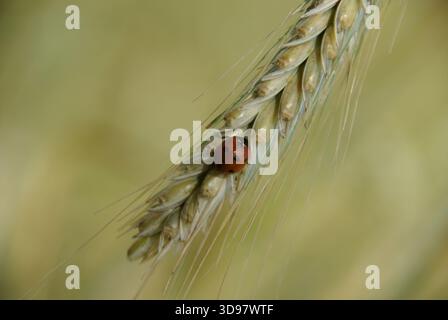 Uccello cocciniglia septempunctata in sette punti su orzo (Hordeum vulgare) in un campo naturale, vista ravvicinata degli insetti sulle colture cerealicole Foto Stock