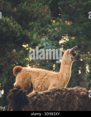 Lama all'aperto con alberi verdi sfocati sullo sfondo durante l'ora d'oro Foto Stock