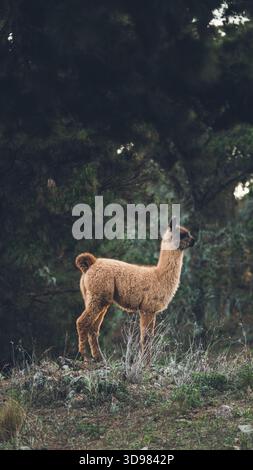 Giovane lama con pelliccia marrone in piedi su una collina in una foresta Foto Stock