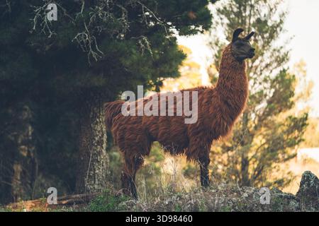 Lama in piedi su una collina in una foresta, guardando in lontananza Foto Stock
