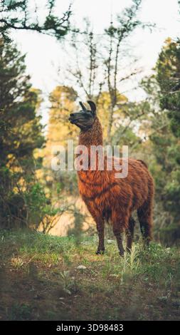 Lama in piedi su una collina in una foresta, che si affaccia sul paesaggio naturale al tramonto Foto Stock