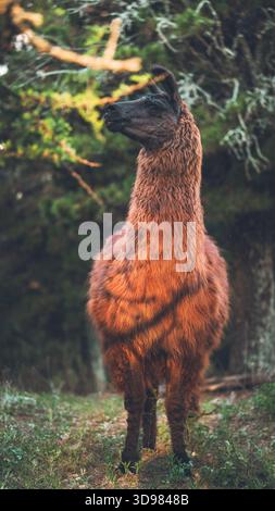 Lama in piedi nella foresta selvaggia guardando lateralmente Foto Stock