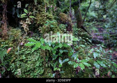 Lussureggiante pianta verde con foglie e muschio in una fitta foresta pluviale Foto Stock