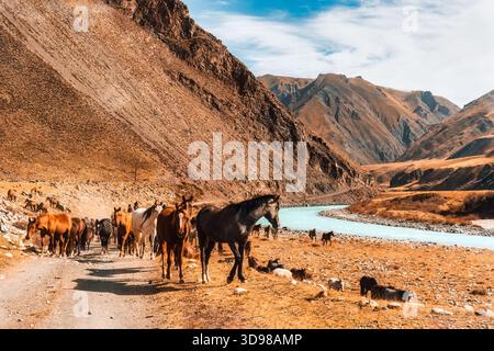 Una grande mandria di cavalli che cammina su una stretta strada di ghiaia lungo il fiume turchese in una remota valle di montagna con pendii aspri e terreni asciutti in autunno Foto Stock