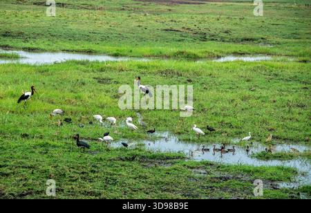 Undici specie di uccelli acquatici in un punto caldo di alimentazione sulla pianura alluvionale del fiume Kavango; dalla cicogna a sella alla jana. Per un elenco completo, vedere t Foto Stock