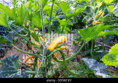 La pianta di zucchine gialle con fiori gialli e piccole zucchine cresce nel terreno sul letto del giardino in una serra Foto Stock